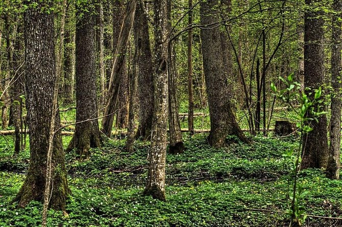 Bialowieza National Park Small Group Tour from Warsaw with Lunch included - Key points at a glance