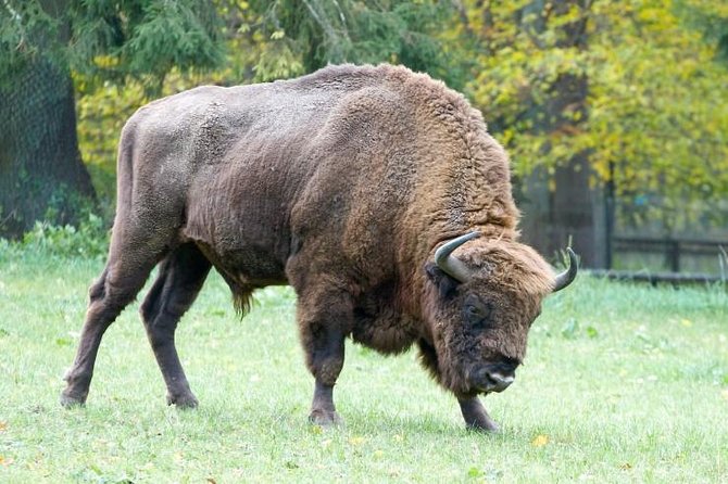 Bialowieza National Park Small Group Tour from Warsaw with Lunch included - Strict Protection Reserve: where your guide turns trees into answers