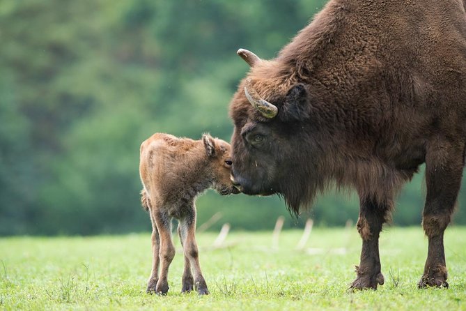 Bialowieza National Park Small Group Tour from Warsaw with Lunch included - Who should book this Bialowieza tour (and who might not love it)