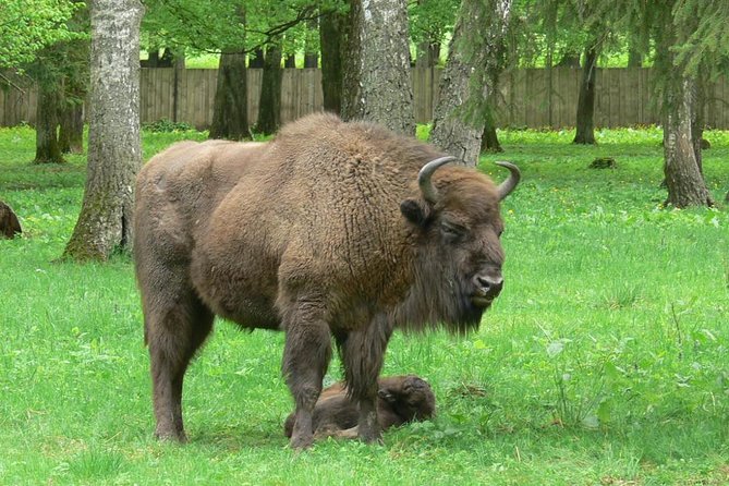 Bialowieza National Park Small Group Tour from Warsaw with Lunch included - Transport and timing: the 15-hour rhythm (and why it matters)