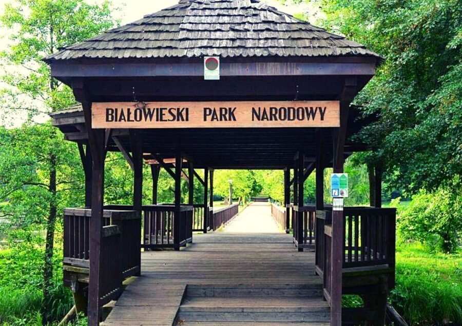 From Warsaw: Small-Group Tour to Bialowieza National Park - Key things to know before you go