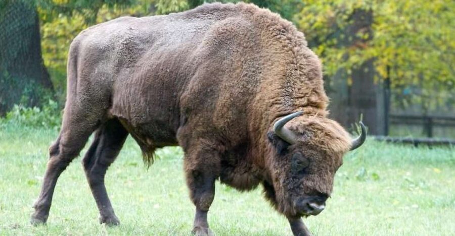 From Warsaw: Small-Group Tour to Bialowieza National Park - Wildlife Viewing Time: What You’ll Actually See (Besides Trees)