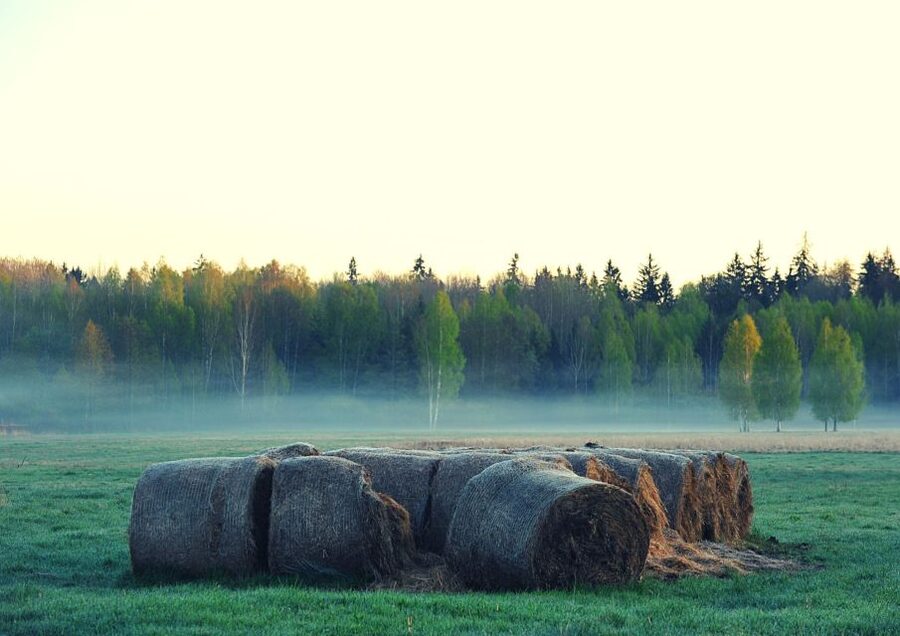 From Warsaw: Small-Group Tour to Bialowieza National Park - The European Bison Show Reserve: Semi-Natural Corrals and Real Conservation Context