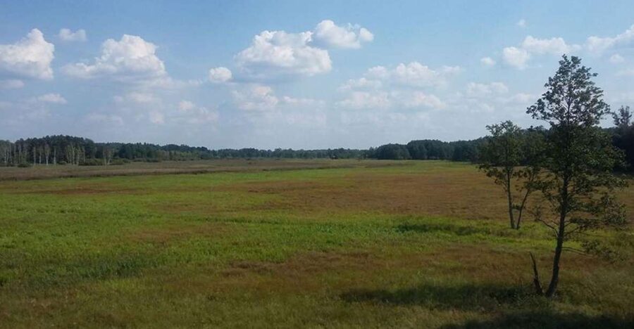 Warsaw: Bialowieza National Park and European Bison Tour - Key things to know before you go