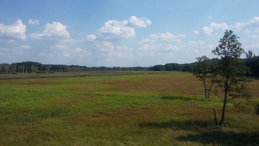 Warsaw: Bialowieza National Park and European Bison Tour - Entering a UNESCO Primeval Forest From Warsaw