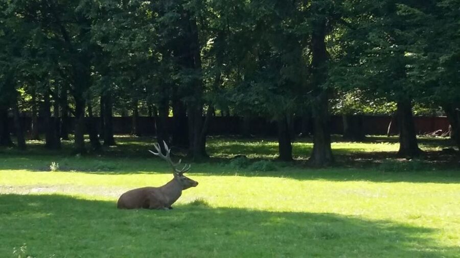 Warsaw: Bialowieza National Park and European Bison Tour - What’s Included (and How to Plan for Food)