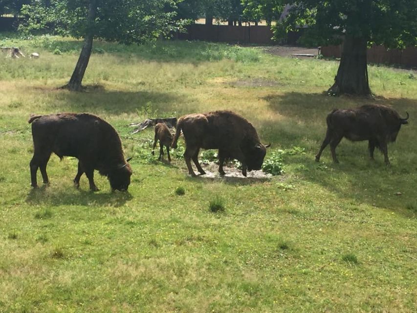Warsaw: Bialowieza National Park and European Bison Tour - Price and Logistics: What You’re Paying For