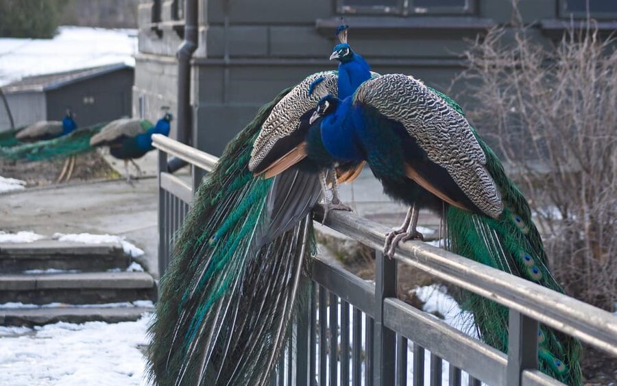 Warsaw Zoo Skip-the-Line Entry Ticket with Private Transport - Skip-the-line entry: what you’ll actually feel